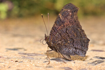 Butterfly in the rays of the sun.