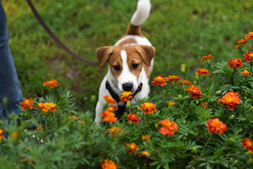 Adorable Jack Russell Terrier puppy in leash smelling the flowers in the nature on green park