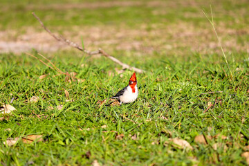 Photograph of a beautiful Paroaria, found in Lago da Fonte in Imbé in Rio Grande do Sul, Brazil.	