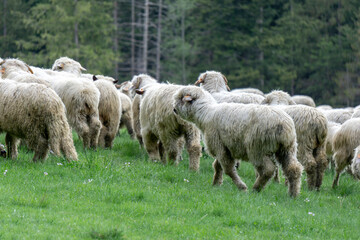Sheep on a mountain pasture. Zakopane. Tatry.
