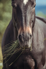 Pferd beim fressen auf der Weide  © Martha Hutterer 