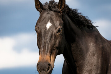 Fototapeta premium Stute läuft über die Weide 