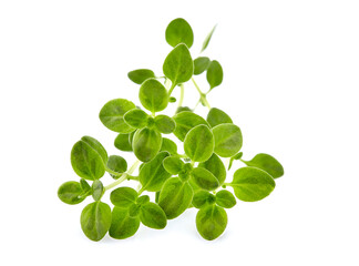 Obraz premium Thyme fresh isolated on white background. Spice closeup.