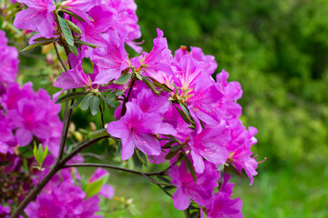 Close up on the purple flowers of azalea japonica Konigstein - japanese azalea.