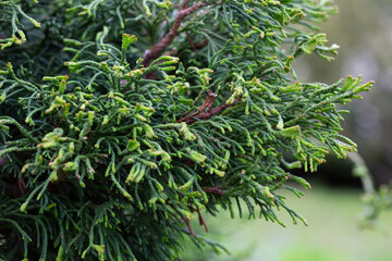 Hinoki cypress branch - Latin name - Chamaecyparis obtusa new bright green with yellow stripes foliage in spring garden as natural background. Selective focus.