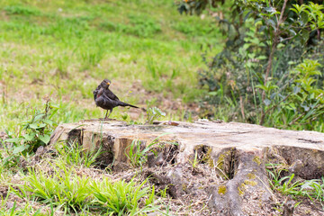 Female common blackbird Turdus merula perched on a tree stump, on a green background