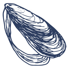 open mussels with a gray-blue shell of lines. seafood opens with a hand-drawn mussel in the style of a sketch on white for a design template, packaging, menu