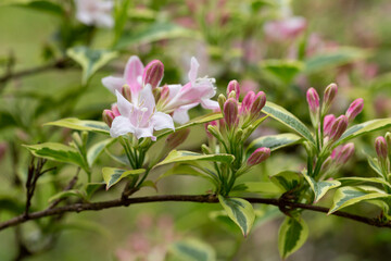 Fototapeta na wymiar Abundant pink flowers of Weigela florida in mid May
