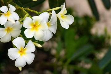 Fototapeta premium White Frangipani flower Plumeria alba with green leaves