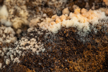 coffee Mold close-up macro