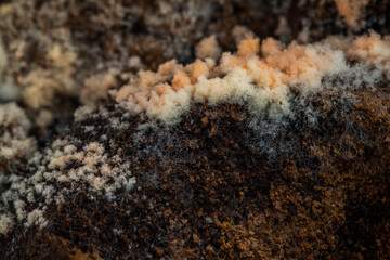 coffee Mold close-up macro