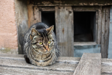 tabby cat homeless is sitting in the basement