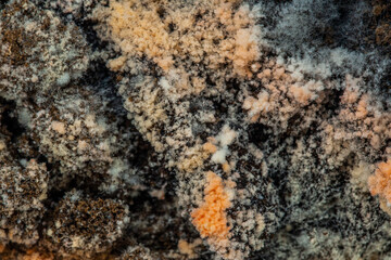 coffee Mold close-up macro