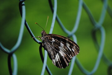 papillon © thomas