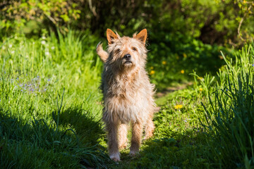 red mixed breed dog standing on green grass