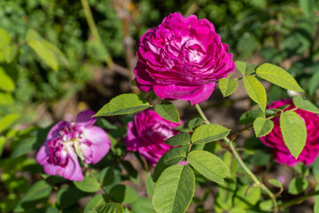pink rose in garden