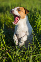 Jack Russell Dog smiling on the green grass