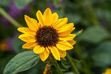 yellow sunflower in the garden