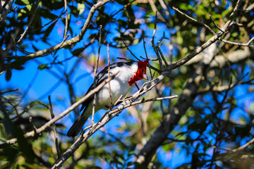 Photograph of a beautiful Paroaria, found in Lago da Fonte in Imbé in Rio Grande do Sul, Brazil.	