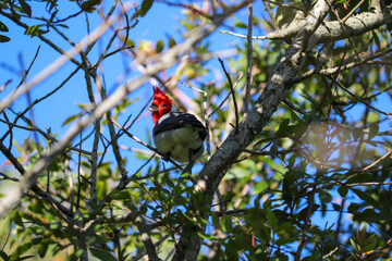 Photograph of a beautiful Paroaria, found in Lago da Fonte in Imbé in Rio Grande do Sul, Brazil.	