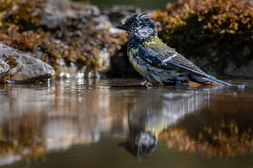 Great Tit bathing in reflection pool