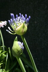 Flor de Agapanto color azul violeta en el jardìn de la casa de campo soleado, es una estipe floral que se va coronando con una umbela de 20 o 30 flores, forma un bello diseño florido con fondo negro - obrazy, fototapety, plakaty