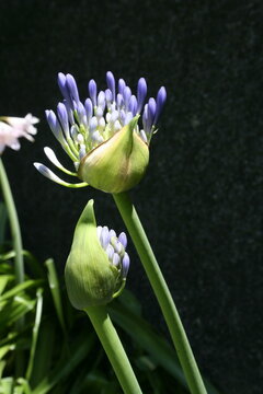 Flor de Agapanto color azul violeta en el jard&igrave;n de la casa de campo soleado, es una estipe floral que se va coronando con una umbela de 20 o 30 flores, forma un bello dise&ntilde;o florido con fondo negro