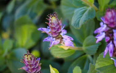 Peumus boldus is a medicinal plant widely used as a home remedy.	