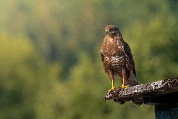 Mäussebussard hält Ausschau nach Futter