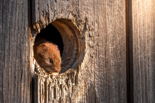 Maus, Feldmaus die aus einem Holzloch schaut mit Sonnenstrahlen