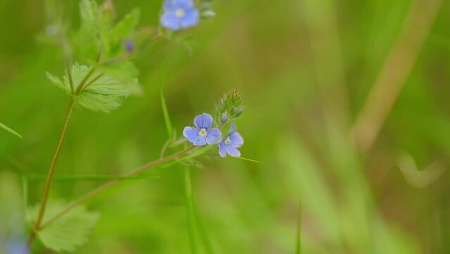 Light blue veronica chamaedrys aka germander speedwell flowers waving in the wind among green grass. Slow motion.