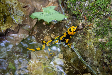 dappled salamander in natural environment