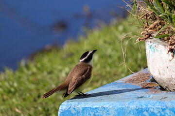 Photograph of a beautiful Great kiskadee, found in Lago do Braço Morto in Imbé in Rio Grande do Sul, Brazil.