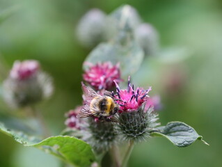 The bee collects nectar from the flowers of the burdock