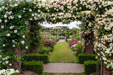 Beautiful arches with white and colorful climbing blooming English roses in David Austin Roses...