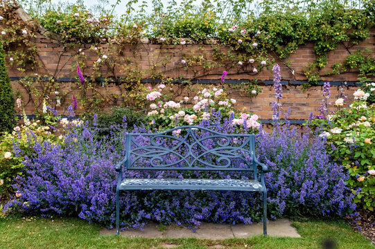 Beautiful bench near colorful blooming purple Nepeta flowers and climbing roses on brick wall in traditional English garden. Peaceful place for meditation