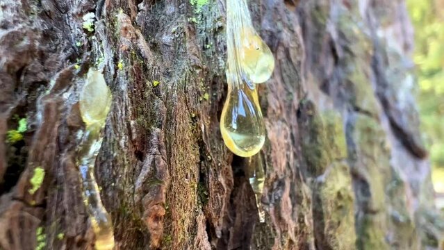 the resin on the tree stands out and glistens in the sun it is transparent, pale yellow the bark of the tree is visible brown with moss Vancouver Island