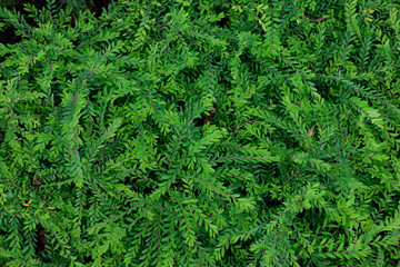 green fern background