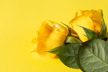 Two yellow roses on yellow background with a copy of the space