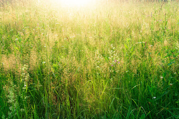 meadow grasses in the sun, warm natural background