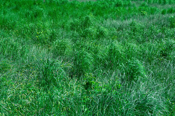 natural background - thickets of green grass sedges illuminated by the sun © Evgeny