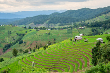 Rice terrace Pa Bong Piang Rice Terraces in Mae Chaem, Chiang Mai, Thailand.