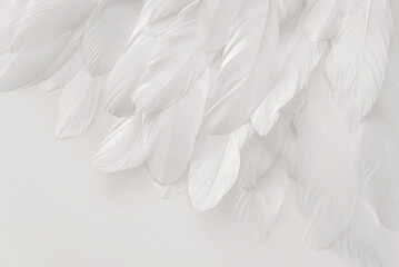 White bird wing, feathers detail, abstract light background