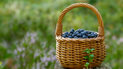 Fototapeta na wymiar Blueberries in a basket, collected in the forest, on a natural background