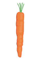fresh carrot vegetable