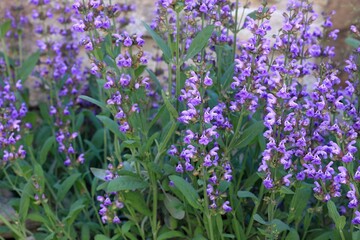 Natural background of beautiful sage, lat. Salvia officinalis, blooming.  Natural summer sunny floral background of sage at stone wall. Herbal, scented and culinary herb.