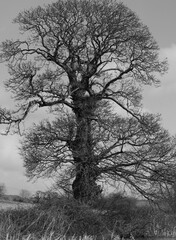 Black and White Tree in a Field