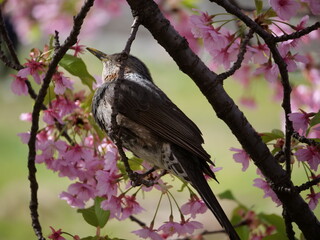 Brown-eared bulbul (Hypsipetes amaurotis)