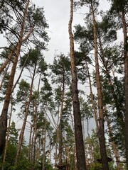 Fototapeta premium Pine trees in the wood