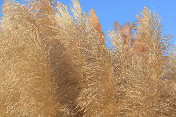 Cortaderia selloana. Pampas grass in the sky with sunshine.  Cortaderia argentea. Abstract natural background with ornamental cereals. Pampas grass in the sky. Abstract background of soft plants 